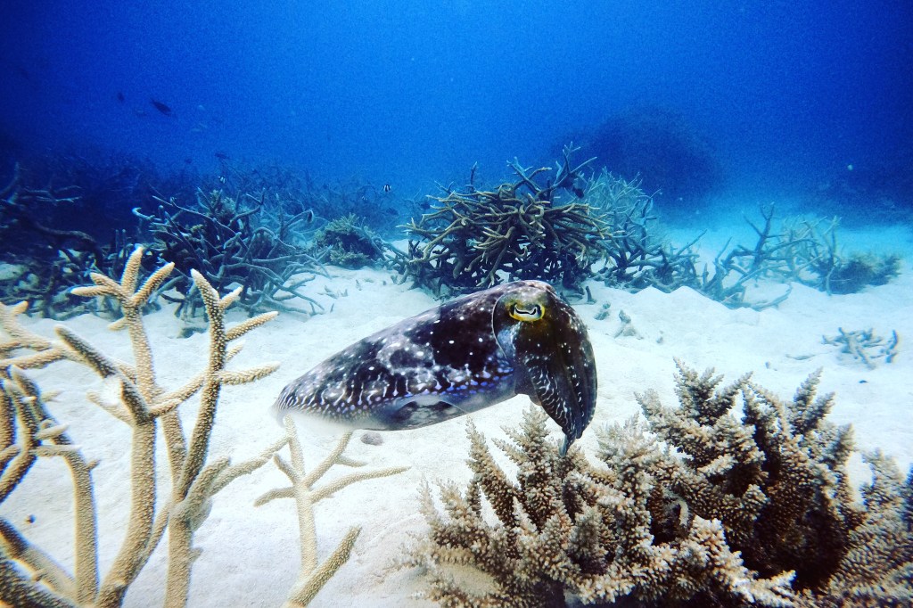 A Cuttlefish on the Great Barrier Reef
Empty Nest Diver