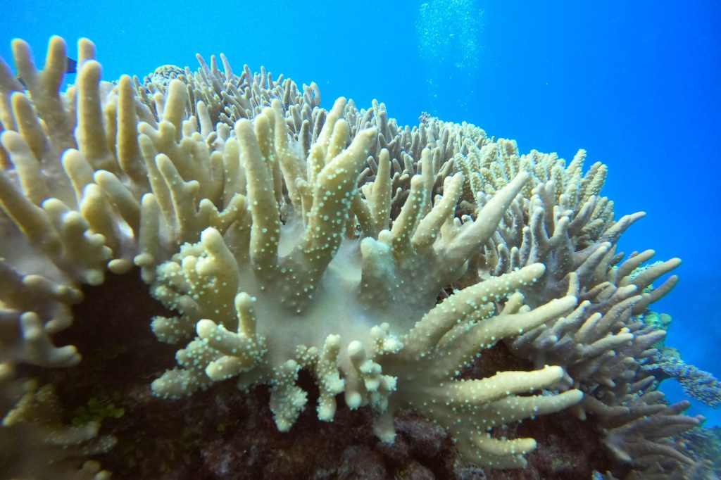 A close up of coral
Empty Nest Diver
