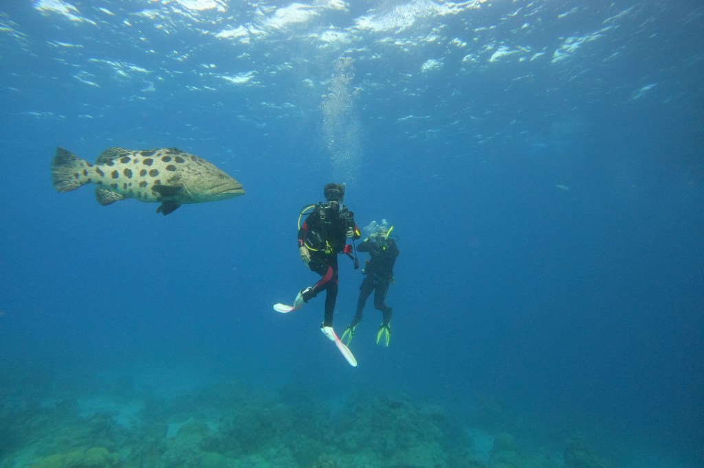 A Giant Cod swimming past a Scuba Woman
Empty Nest Diver