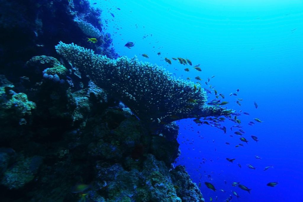 A coral wall and the blue of the ocean
Empty Nest Diver